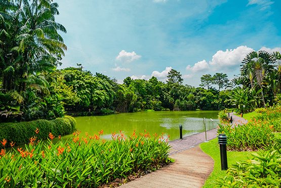 新加坡植物園景觀