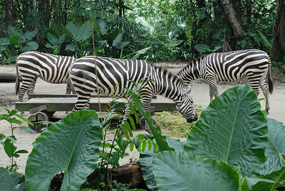 新加坡動物園的班馬